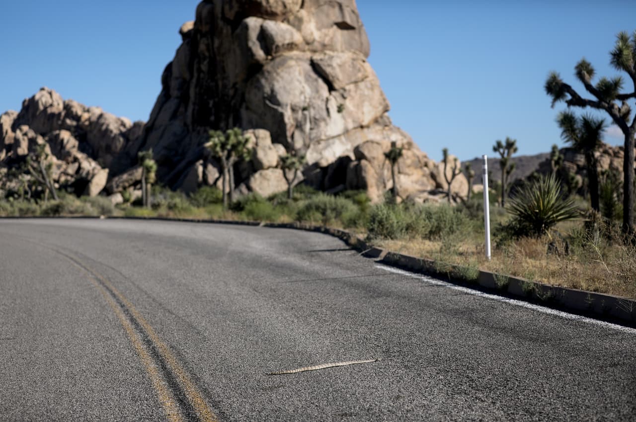 Más de 35 especies de serpientes habitan en el sur de California, sobre todo en parques y montañas. El experto Greg Pauly asegura que estos reptiles se vuelven más activos durante los meses de verano.