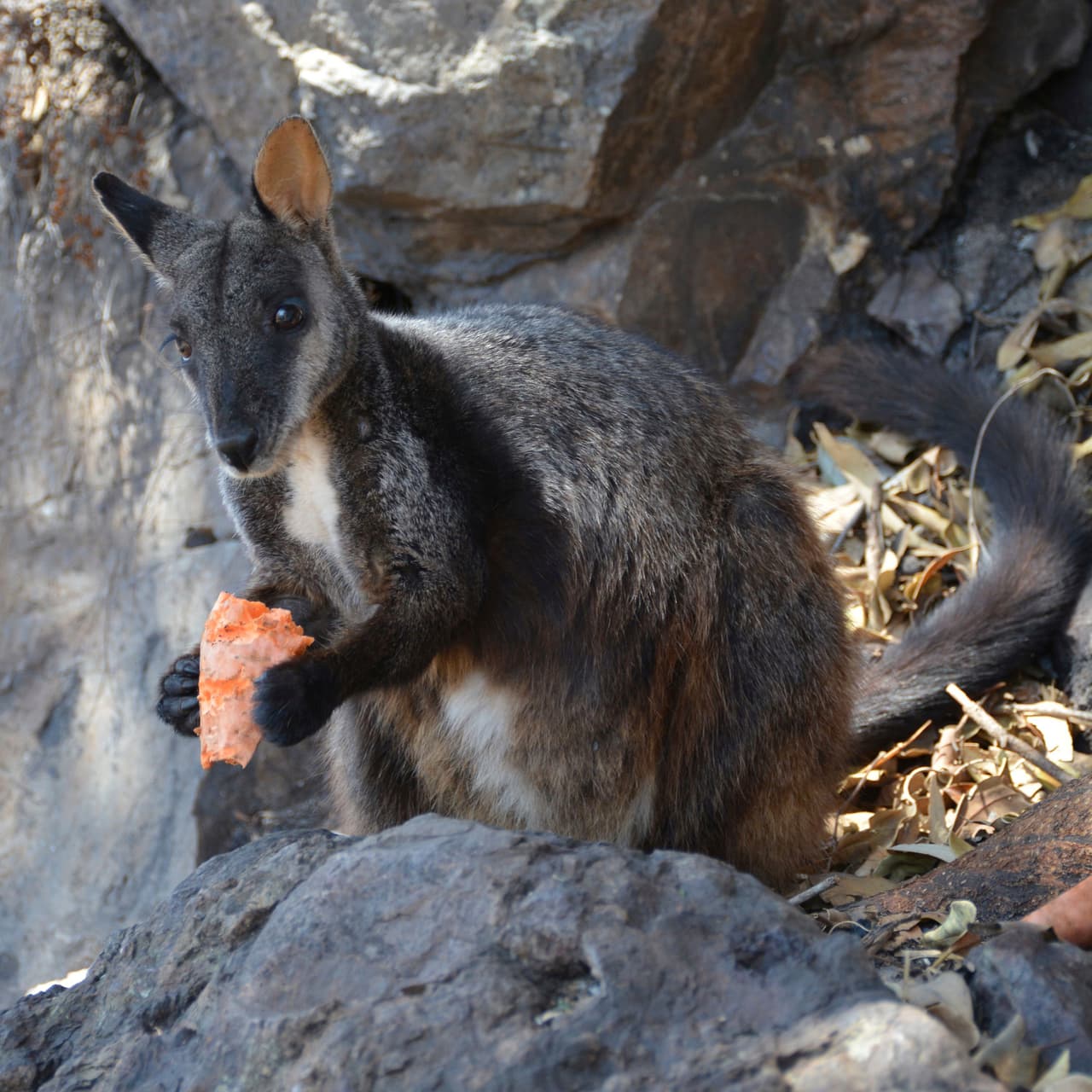 Un wallaby alimentándose de tubérculos que 
<a href="https://www.univision.com/noticias/mundo/alivio-desde-el-aire-lanzan-toneladas-de-zanahorias-a-los-animales-afectados-por-el-fuego-en-australia-fotos">fueron lanzados desde el aire</a>, un programa del gobierno de Nueva Gales del Sur. En todo el país arden casi un centenar fuegos y aunque desde el fin de semana 
<a href="https://www.univision.com/noticias/despues-de-enormes-incendios-e-inundaciones-australia-sufre-ahora-devastadoras-tormentas-de-granizo-video">se han producido fuertes lluvias y granizo en algunas zonas</a>, estas condiciones meteorológicas no han sido suficientes para apagar las llamas.