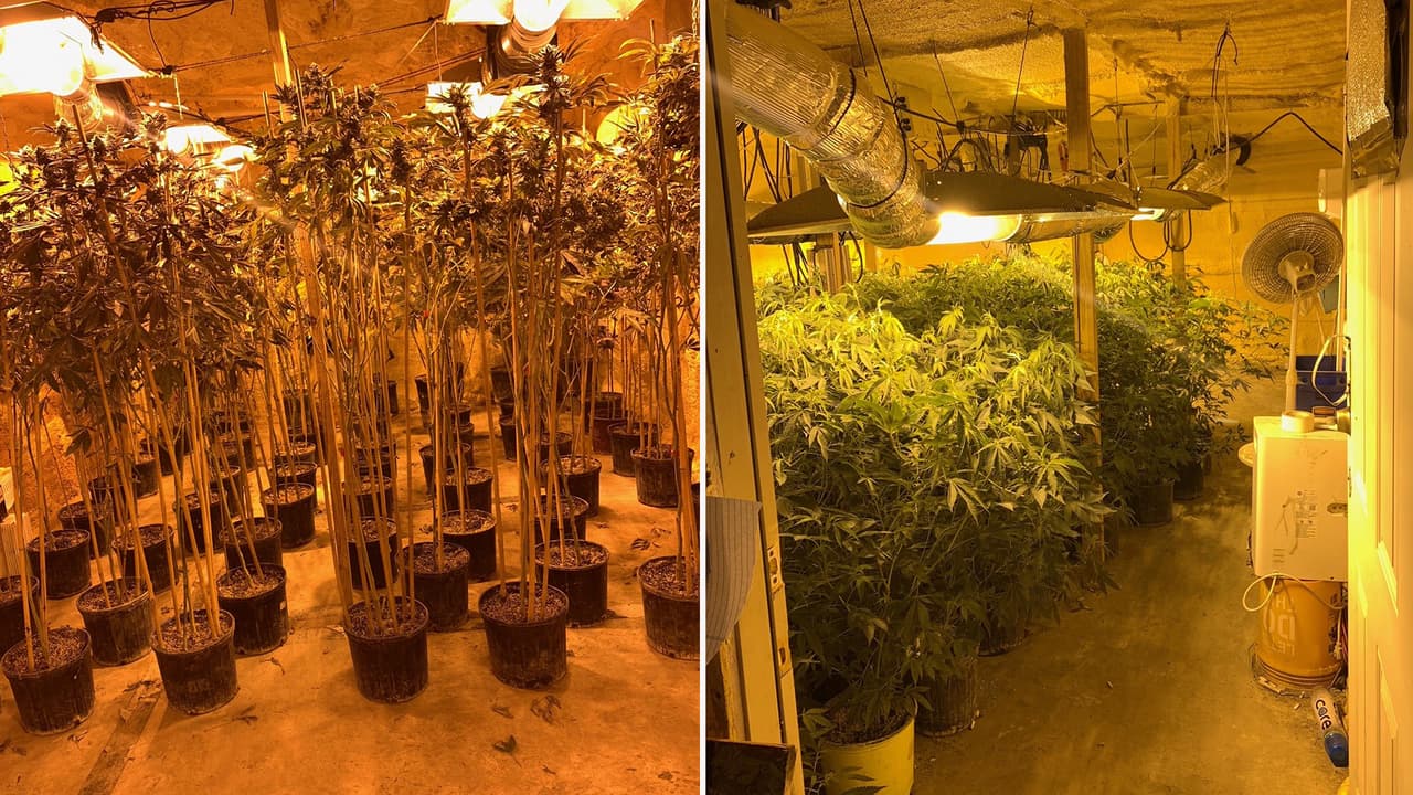 Decomisan más de 300 plantas de marihuana y píldoras con valor de miles de dólares en el área de Houston