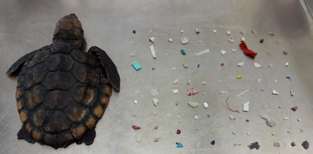 Newly hatched Florida sea turtles are consuming dangerous quantities of floating plastic