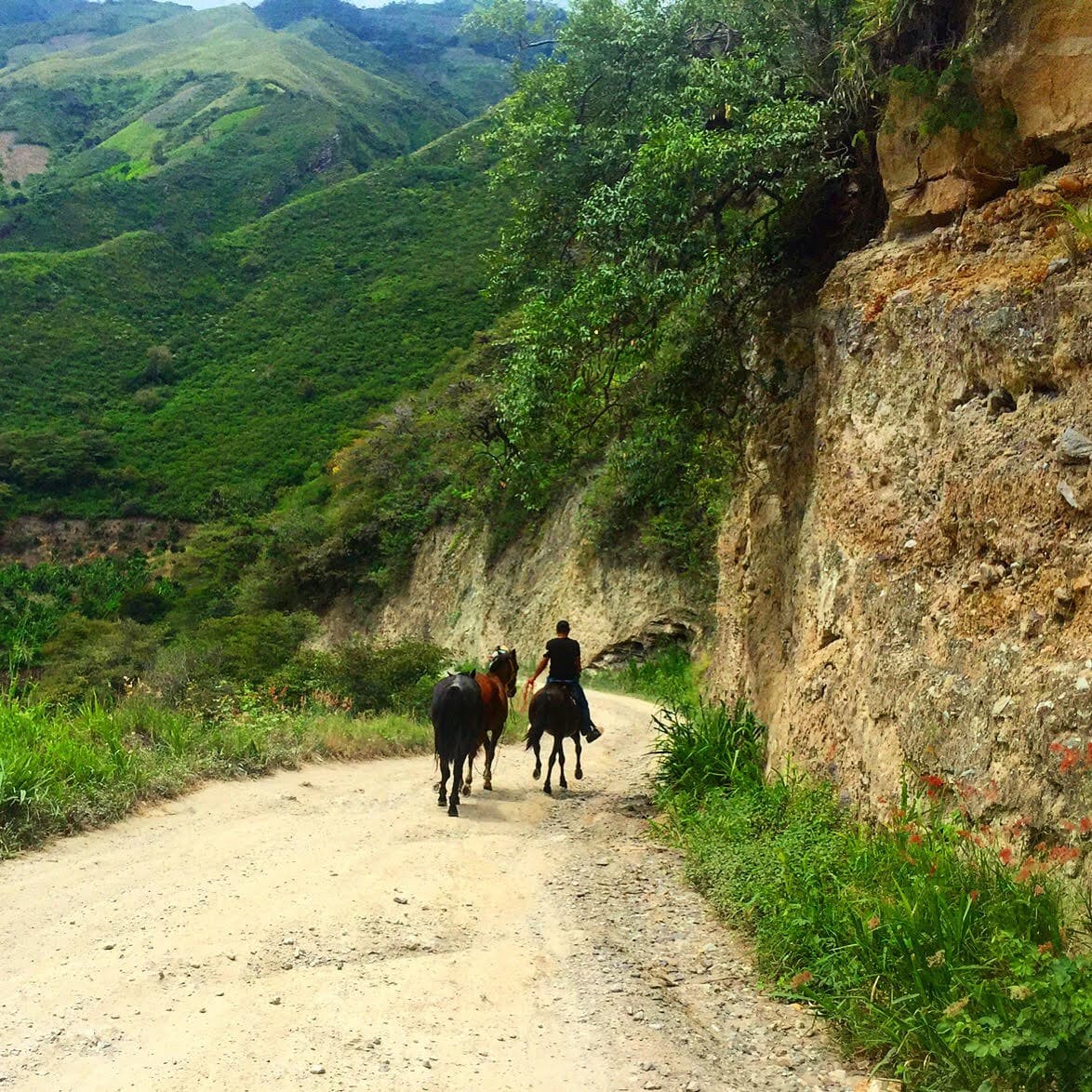 A peasant leads horses to a horse race fundraiser for the local school, Madrugales, Nariño. Photo by Maximo Anderson.
<br>