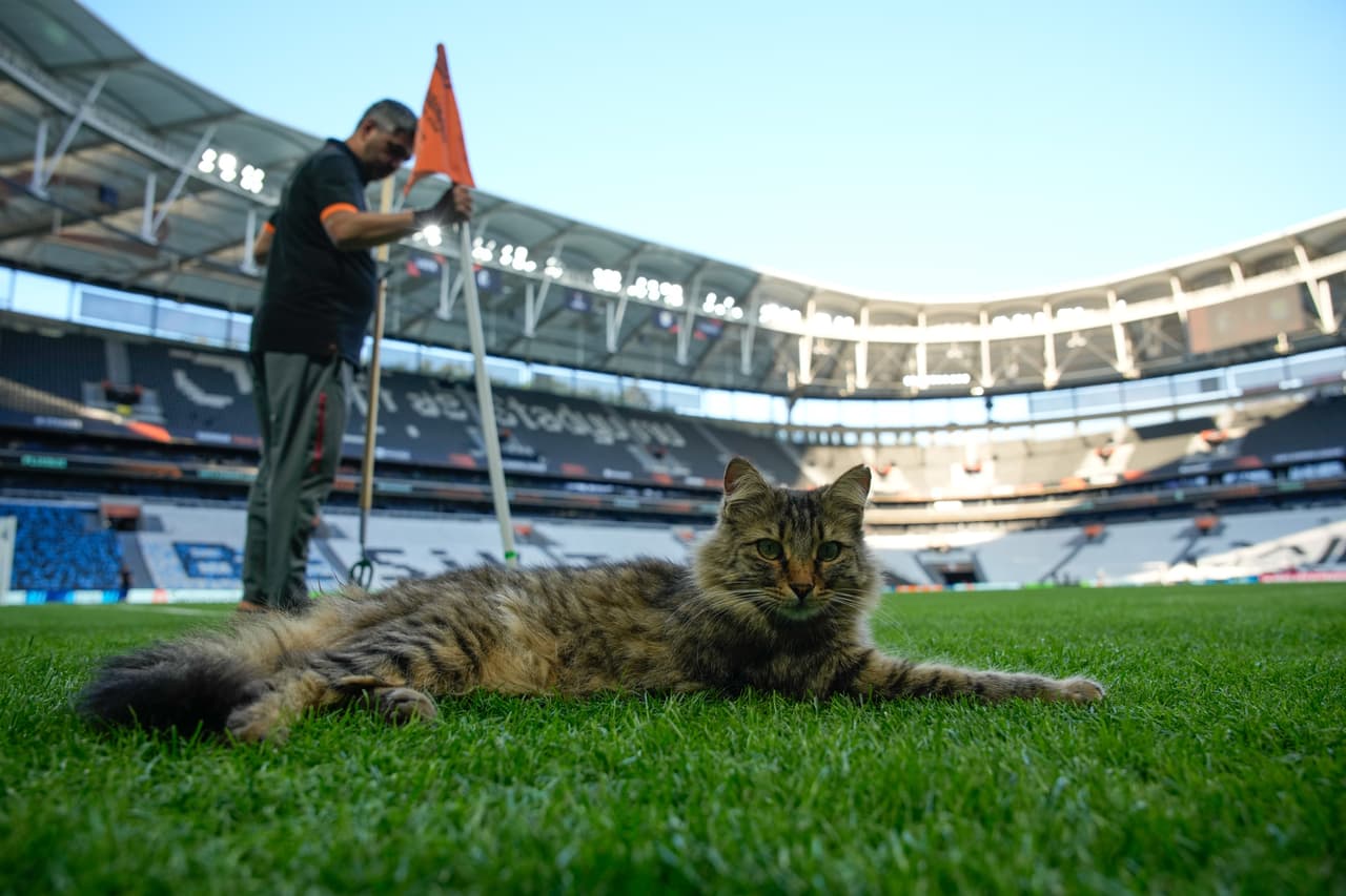 Un gato descansa junto al banderín de córner durante una sesión de entrenamiento en el estadio Besiktas de Estambul, Turquía, el martes 19 de mayo de 2026. (Foto AP/Emrah Gurel)
