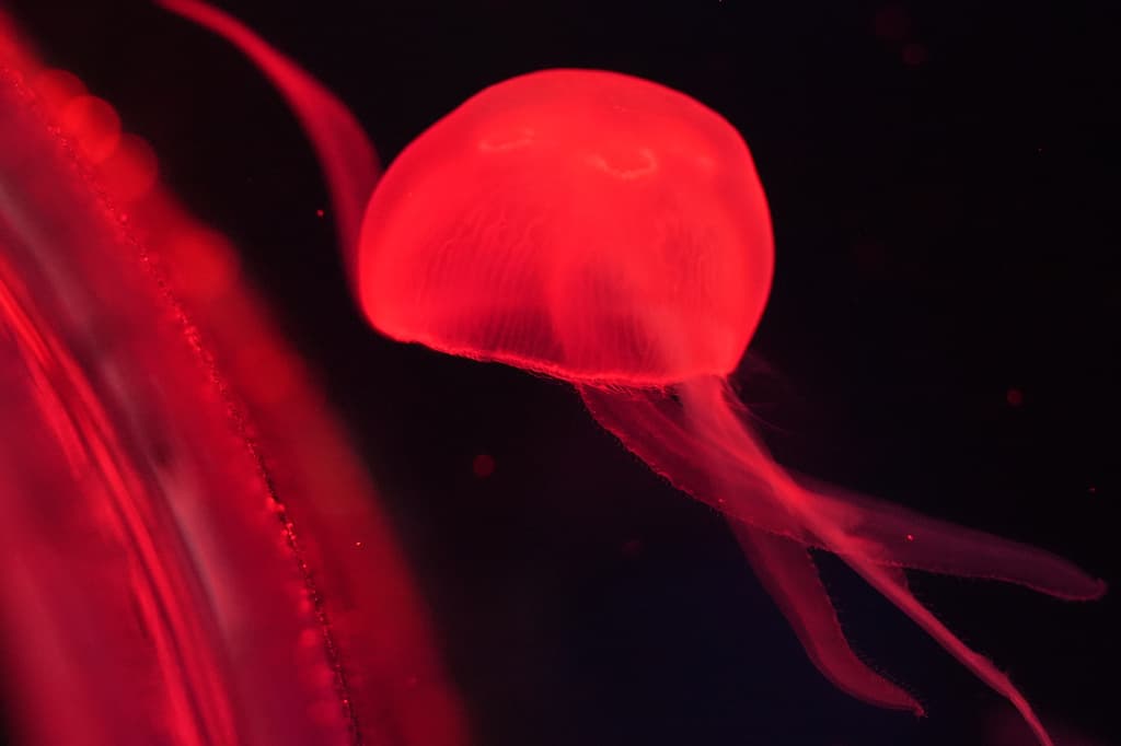 Abre en Florida un museo de medusas con 20 especies y 21 tanques de exhibición
