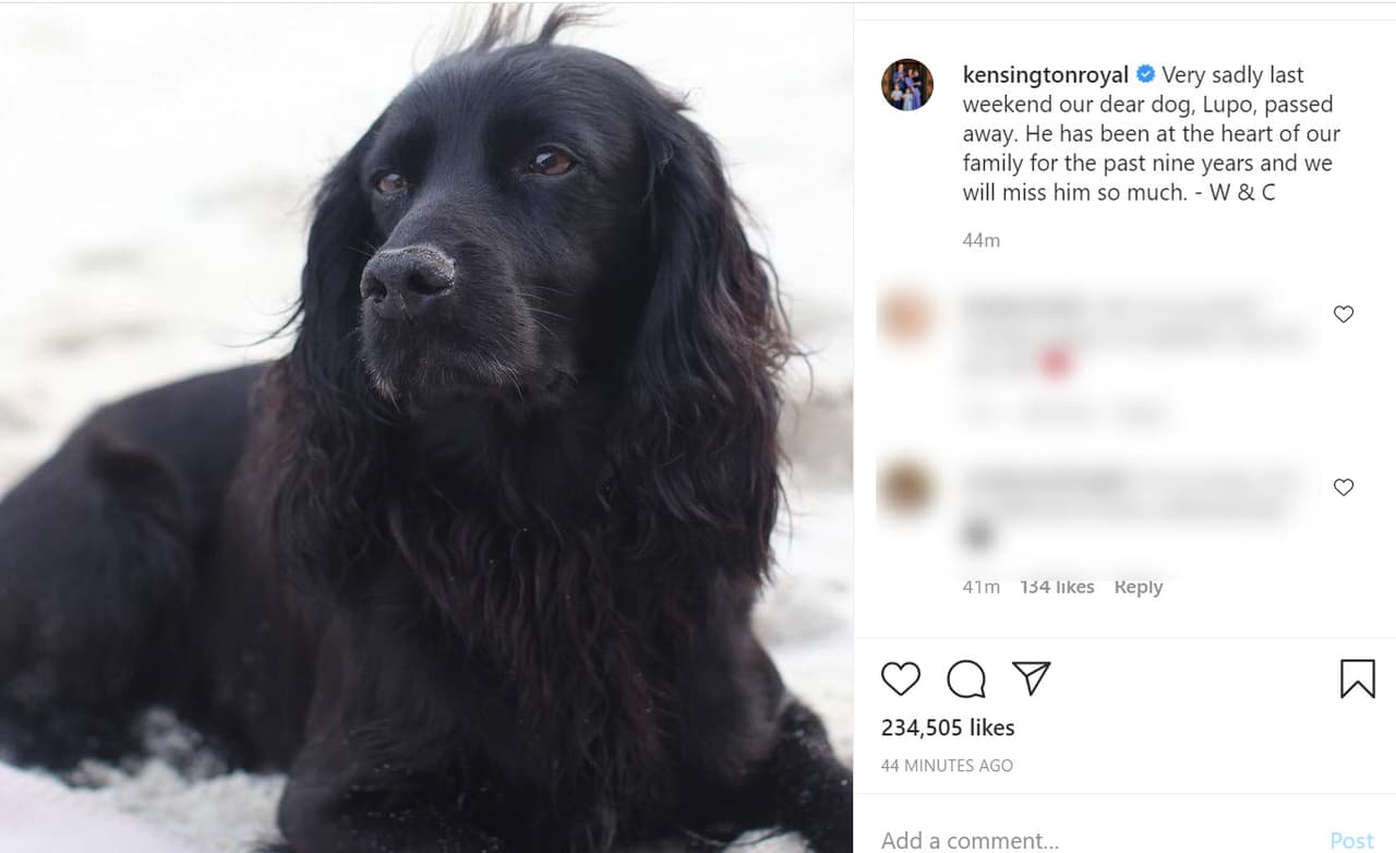 Lo hicieron con esta foto en la que le dedicaron un cariñoso mensaje para honrar su memoria. "Lamentablemente, el fin de semana pasado
<b><a href="https://www.instagram.com/p/CH5l8xeF219/" target="_blank"> falleció nuestro querido perro Lupo</a></b>. Ha estado en el corazón de nuestra familia durante los últimos nueve años y lo extrañaremos mucho".
<br>
