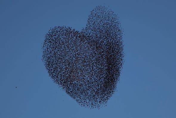 Ésta parece un hermoso corazón.