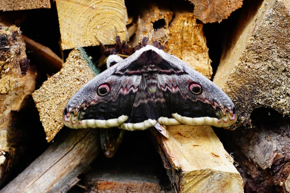 La mariposa negra forma parte de la familia Eribidae, género de polillas que son de ayuda para polinizar plantas y flores. Se alimentan del néctar de frutos maduros de árboles frutales, lo que significa que transforman energía y lo que liberan de sus alas, son proteínas.