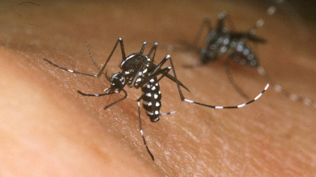 Emiten alerta por nuevo caso de dengue en Miami-Dade 