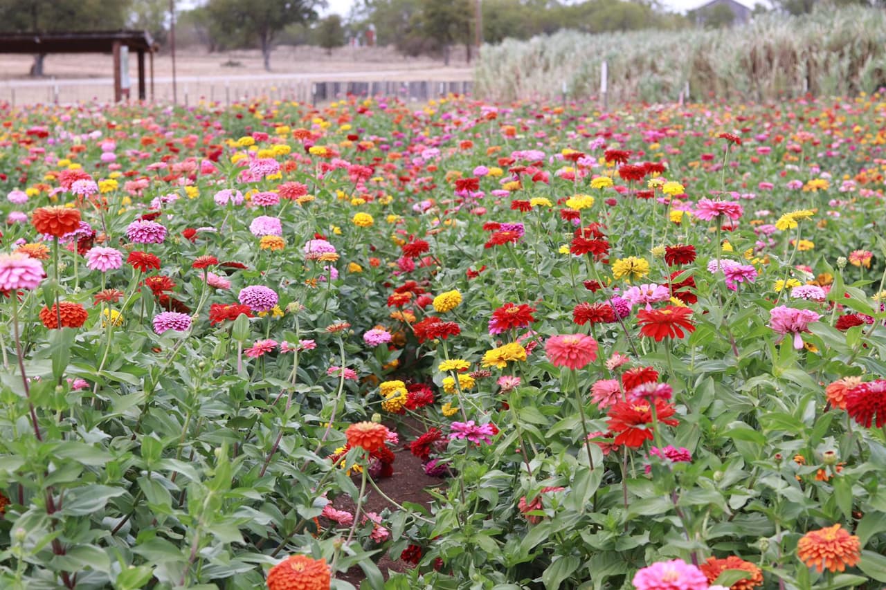 Puedes caminar entre el campo de flores rodeadas de abejas, mariposas y colibrí.
