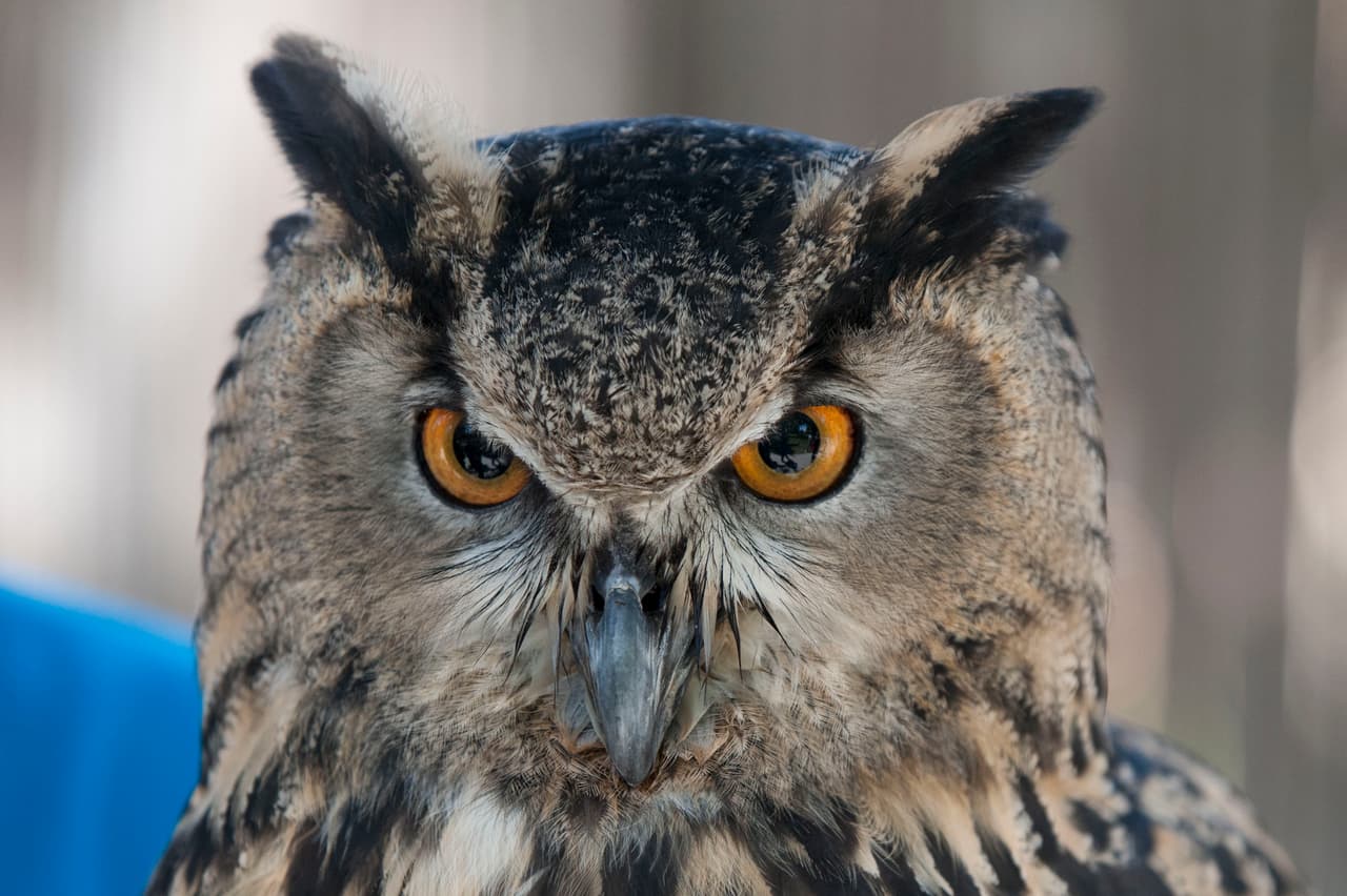 El show de aves fue uno de los favoritos durante el Festival de los Niños 2017