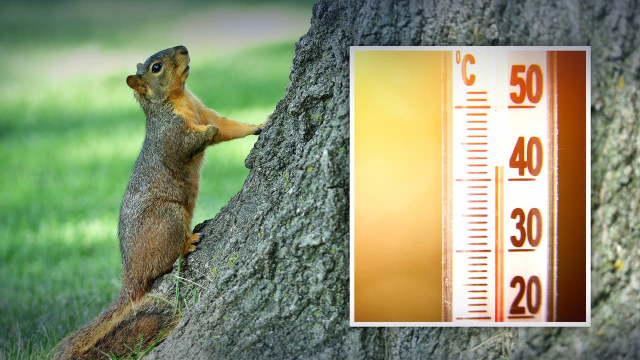 Captan a ardillas tendidas en el piso por el calor en Texas