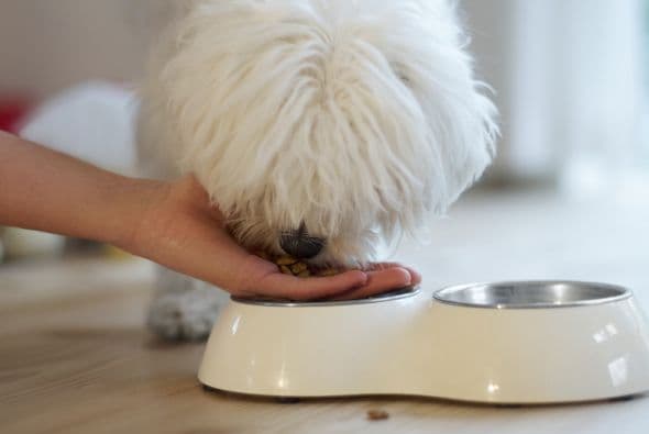 Consulta al veterinario: tal vez, el problema se deba a una deficiencia nutricional o a una alergia alimentaria.