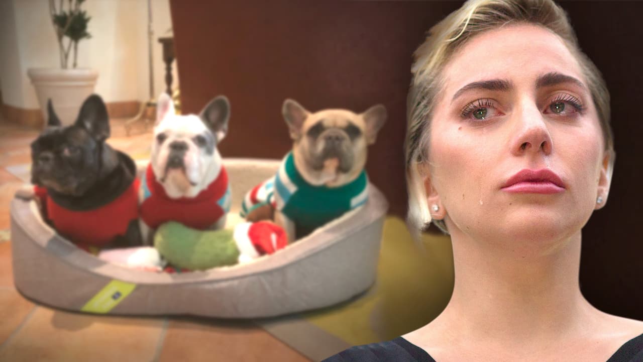 Lady Gaga ofrece 500 mil dólares de recompensa por Koji y Gustav, sus perros de raza 'french bulldog'