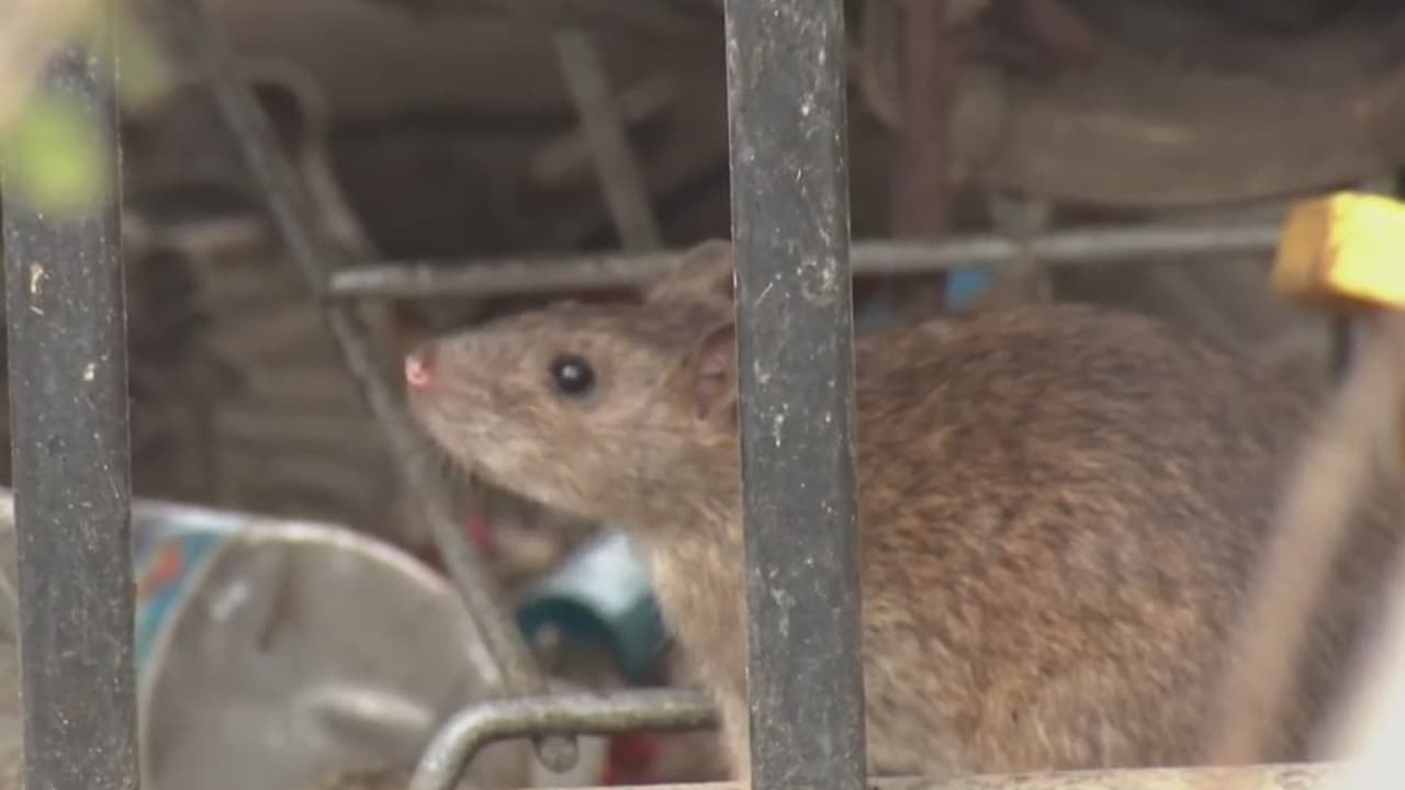 “Para mí lo causan las ratas es la gente homeless”: denuncian infestación de ratas en un parque de Los Ángeles