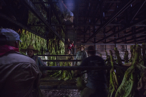 Estos son los mexicanos que trabajan los campos de EEUU