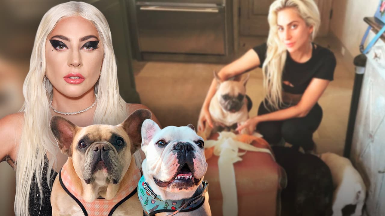 Caen 5 presuntos secuestradores de los perros de Lady Gaga: los acusan de intento de asesinato y robo