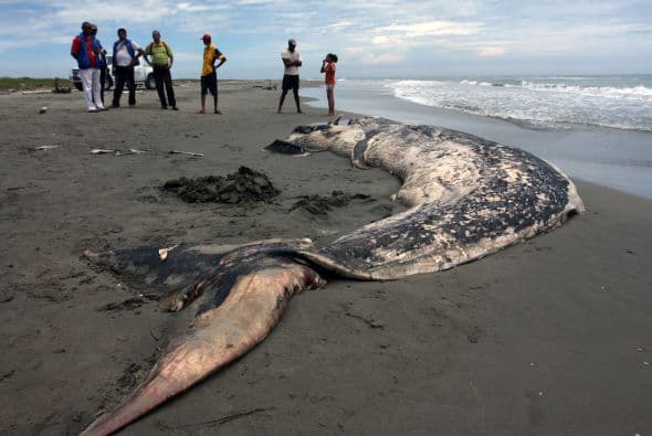 La CBI surgió en 1946, cuando las ballenas estaban al borde de la extinción, como un mecanismo de proteger a esos animales y promover el desarrollo ordenado de la industria. En 1986 la Comisión impuso una moratoria comercial, que países como Japón empezaron a eludir un año después aprovechándose de un artículo de su Convención que permite a los países miembros asignarse una cuota de ballenas para "estudiarlas".