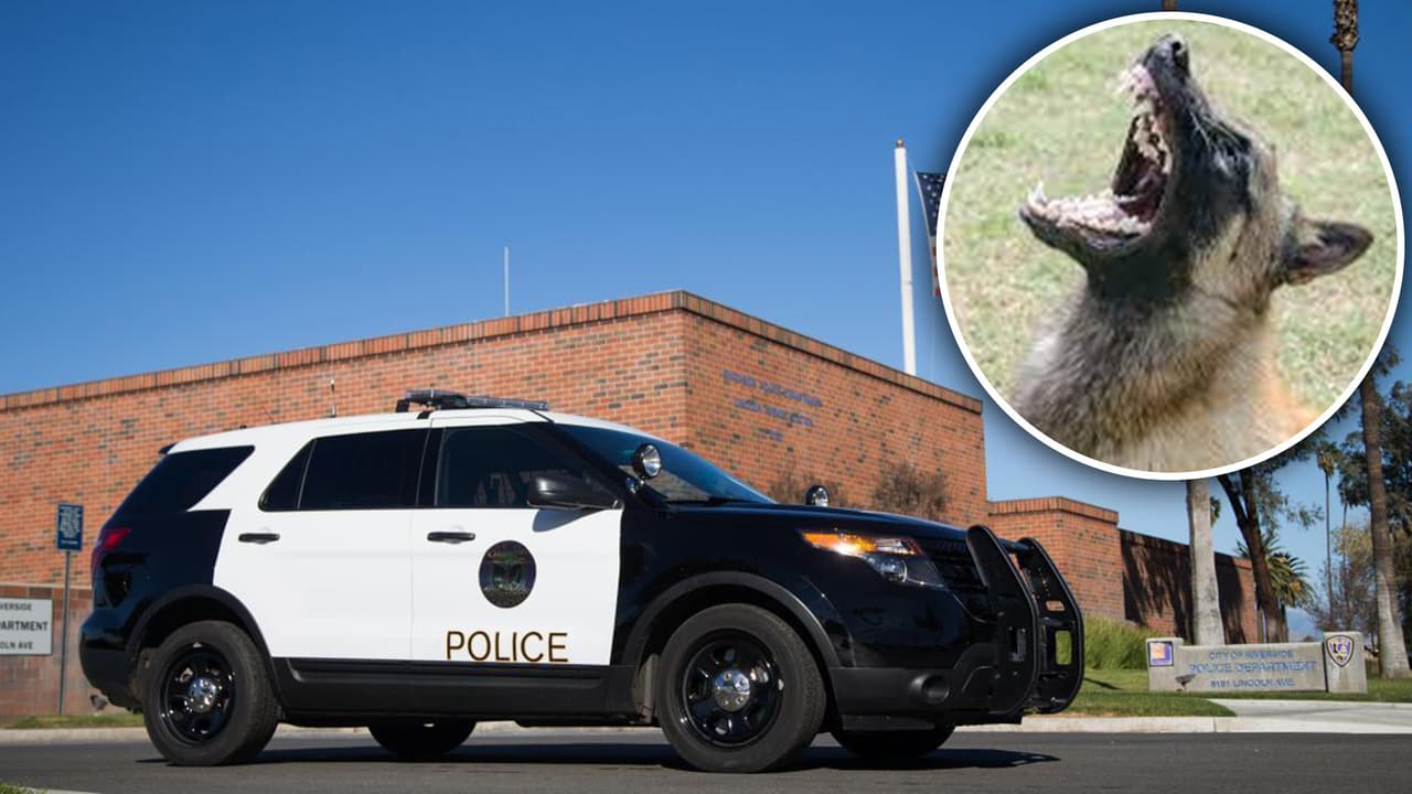 Trabajador muere por ataque de cuatro perros en Jurupa Valley