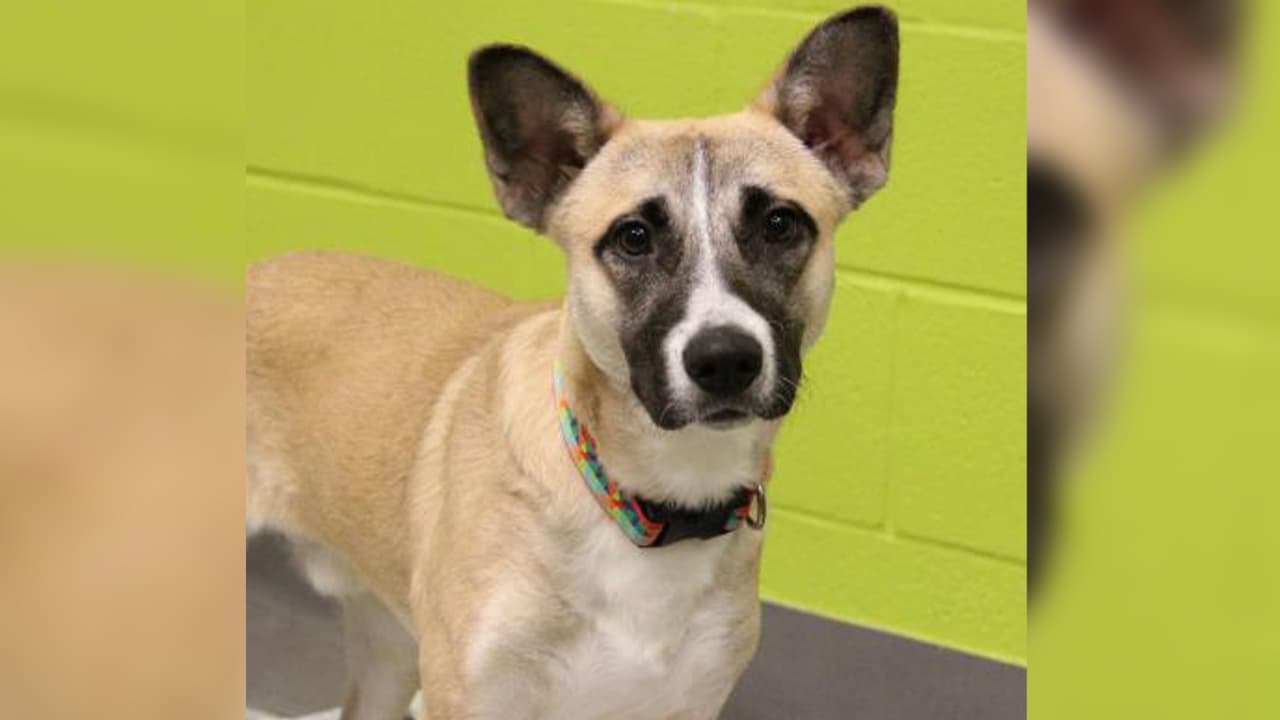 Hola, mi nombre es Bumblebee y estoy buscando un hogar para toda la vida. Vengo de un caso de crueldad, así que soy un poco tímido, pero sé que puedo ser la mejor compañía que hayas tenido con algo de tiempo y paciencia.