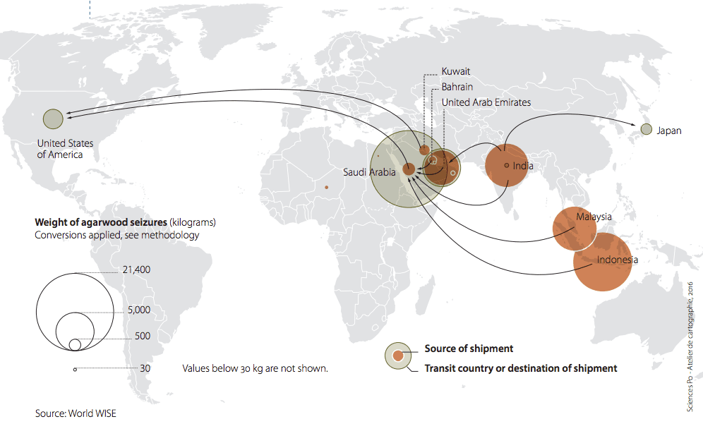 El oud (o agar) de alta calidad es tan valorado que puede ser incluso transportado por pasajeros en vuelos comerciales. El mapa muestra los flujos del madera de oud incautada entre 2007 y 2014 (en marrón, el origen de los envíos requisados).