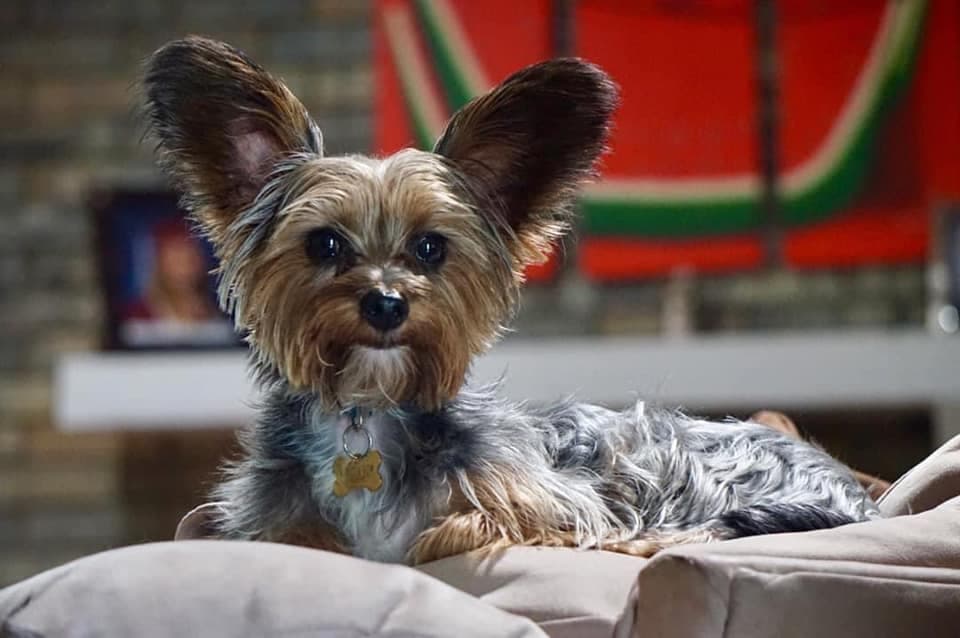 Nuestro compañero Ángel Pedrero nos compartió la fotografía de su amado Bean.
<br>