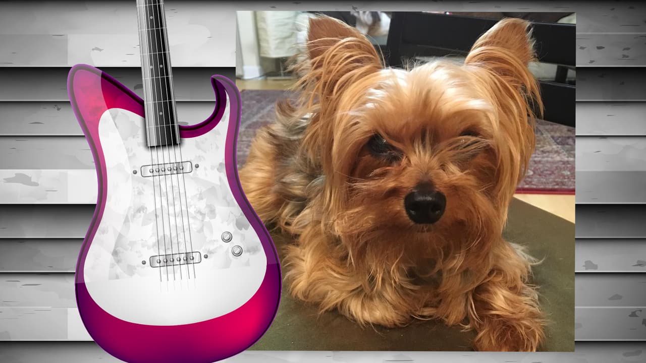 El perrito de Diana Reyes es toda una monería. Este yorkshire terrier tiene su propia cuenta de Instagram (@soyjalapeno) y acompaña a la cantante a todas partes. Aunque aún no cuenta con muchos seguidores, sólo unos 200, creemos que pronto tendrá star status. Isn't he the cutest?