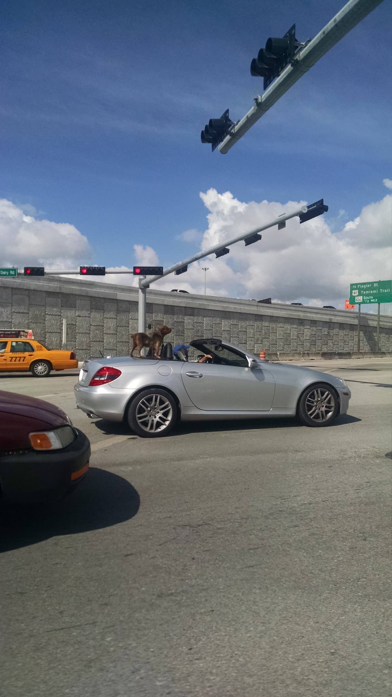 Cosas insólitas que solo se ven en Florida.