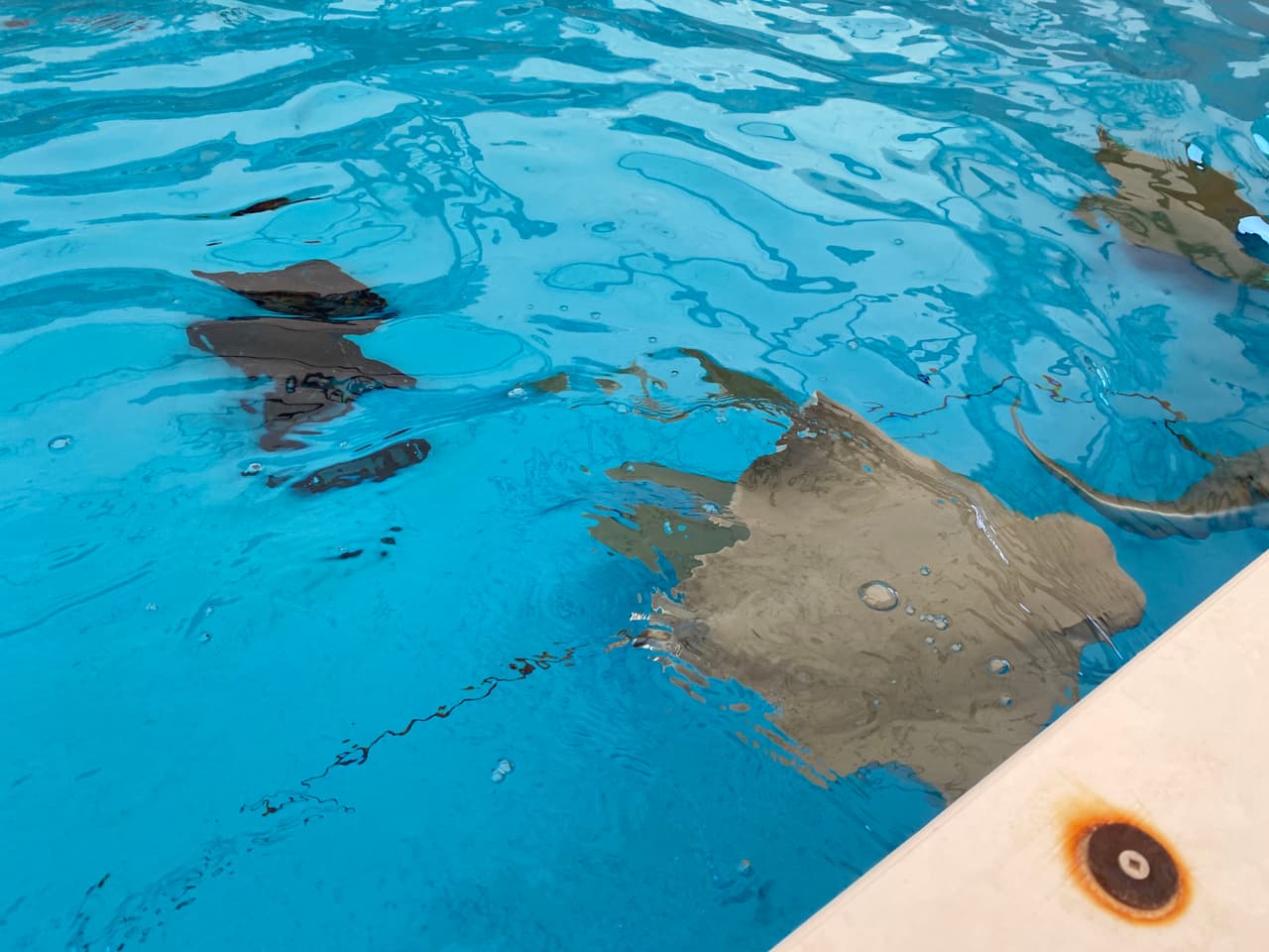 Al interior de la granja hay una piscina con mantarayas.