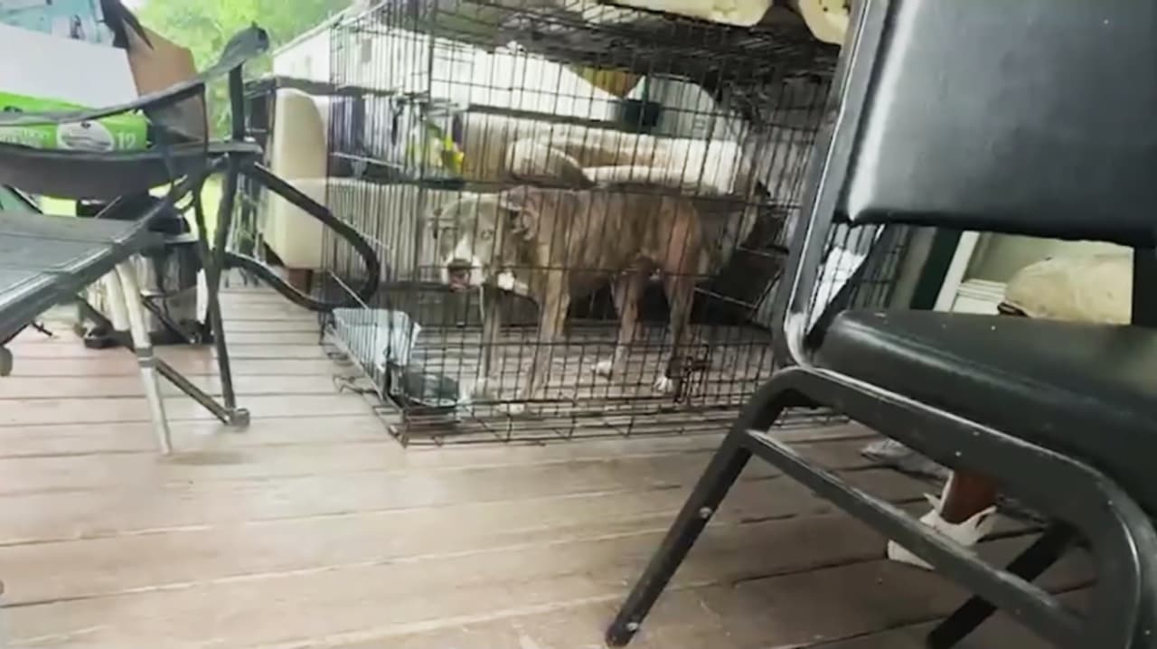 Incendio en vivienda de San Antonio deja al menos 20 perros sin vida
