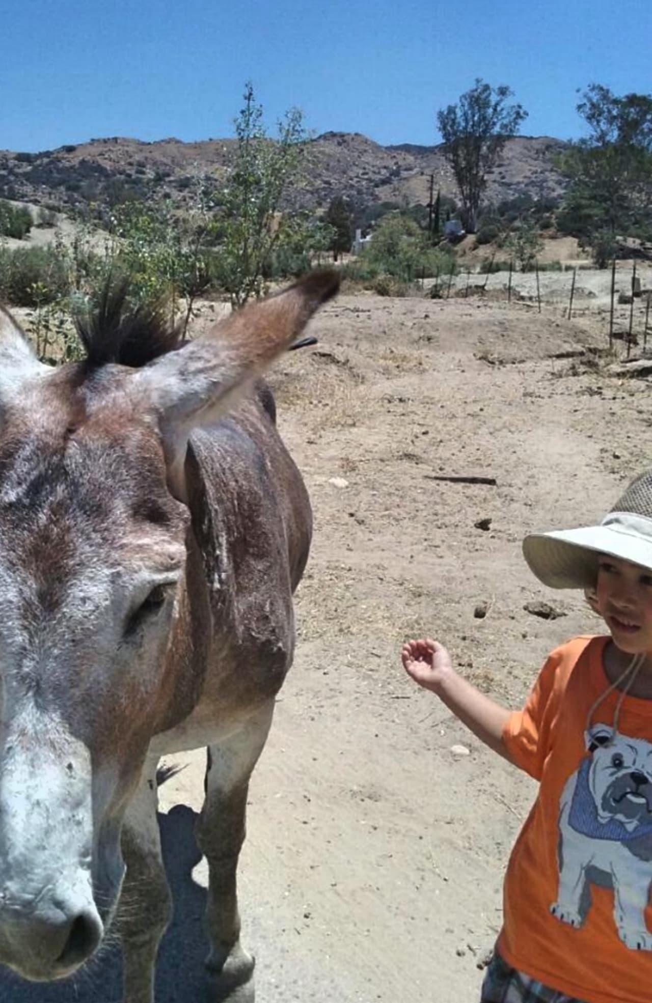 Los burros son un atractivo para los residentes de Moreno Valley que se toman la respectiva foto.