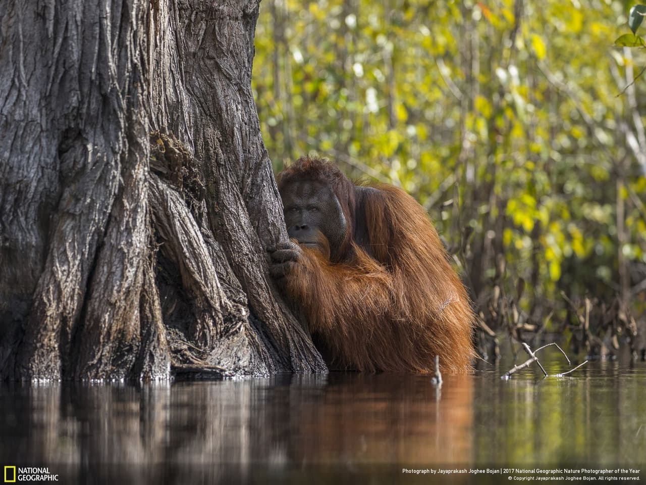 <b>Cara a cara en un río de Borneo. </b>Un orangután macho mira se agazapa tras un árbol junto a un río en Borneo, Indonesia. El cultivo desenfrenado de aceite de palma amenaza a este simio en peligro de extinción, obligando a las especies normalmente arbóreas a recurrir a comportamientos inusuales como atravesar ríos infestados de cocodrilos para sobrevivir. Fotografía de Jayaprakash Joghee Bojan.
