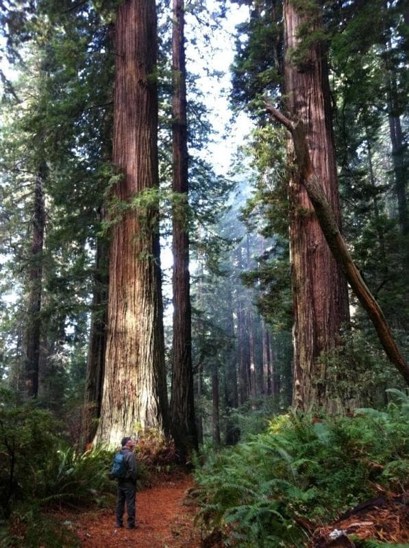 Fueron 
<b>bautizados así por el tono rosado profundo de su corteza.</b> Esta puede tener hasta 12 pulgadas de grosor y les ha permitido a ciertos árboles sobrevivir generalmente incluso a algunos incendios forestales. Taninos en la corteza también hacen un buen trabajo en la defensa contra los insectos dañinos.