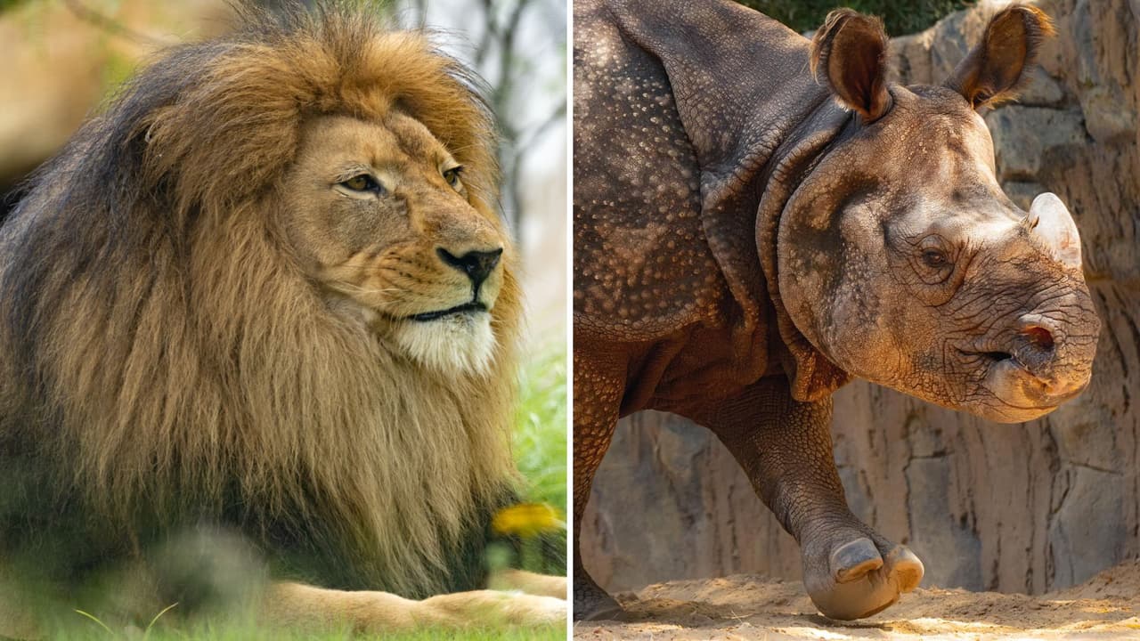 En resumen, si estás buscando 
<b>algo divertido y educativo para hacer con los niños, los miércoles a mitad de precio en el Zoológico de Fort Worth son una opción que no puedes dejar pasar</b>. Con un ahorro significativo en entradas, la posibilidad de explorar un mundo lleno de vida animal y actividades para todas las edades, este día es una oportunidad ideal para crear recuerdos en familia.