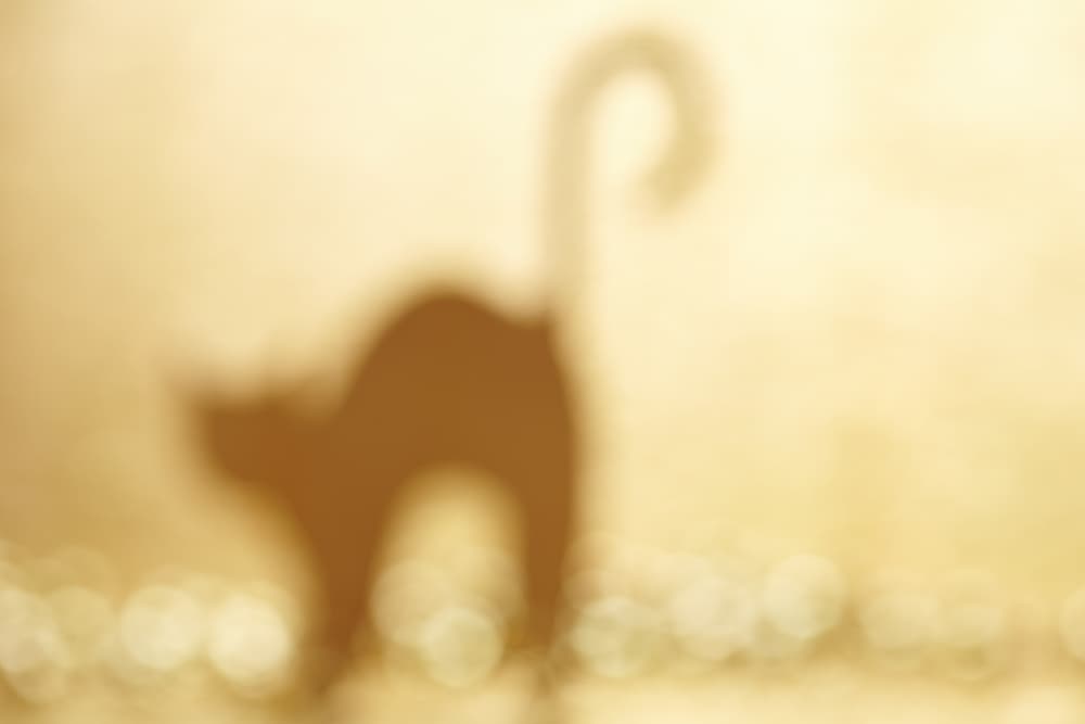 En otras ocasiones, las torturaban hasta confesar su verdadera naturaleza. En este proceso, no sólo morían las supuestas brujas, sino también sus mascotas. Los gatos, acompañaban a su dueña en la hoguera por la creencia de que poseían en su interior los espíritus de esta u otras brujas.