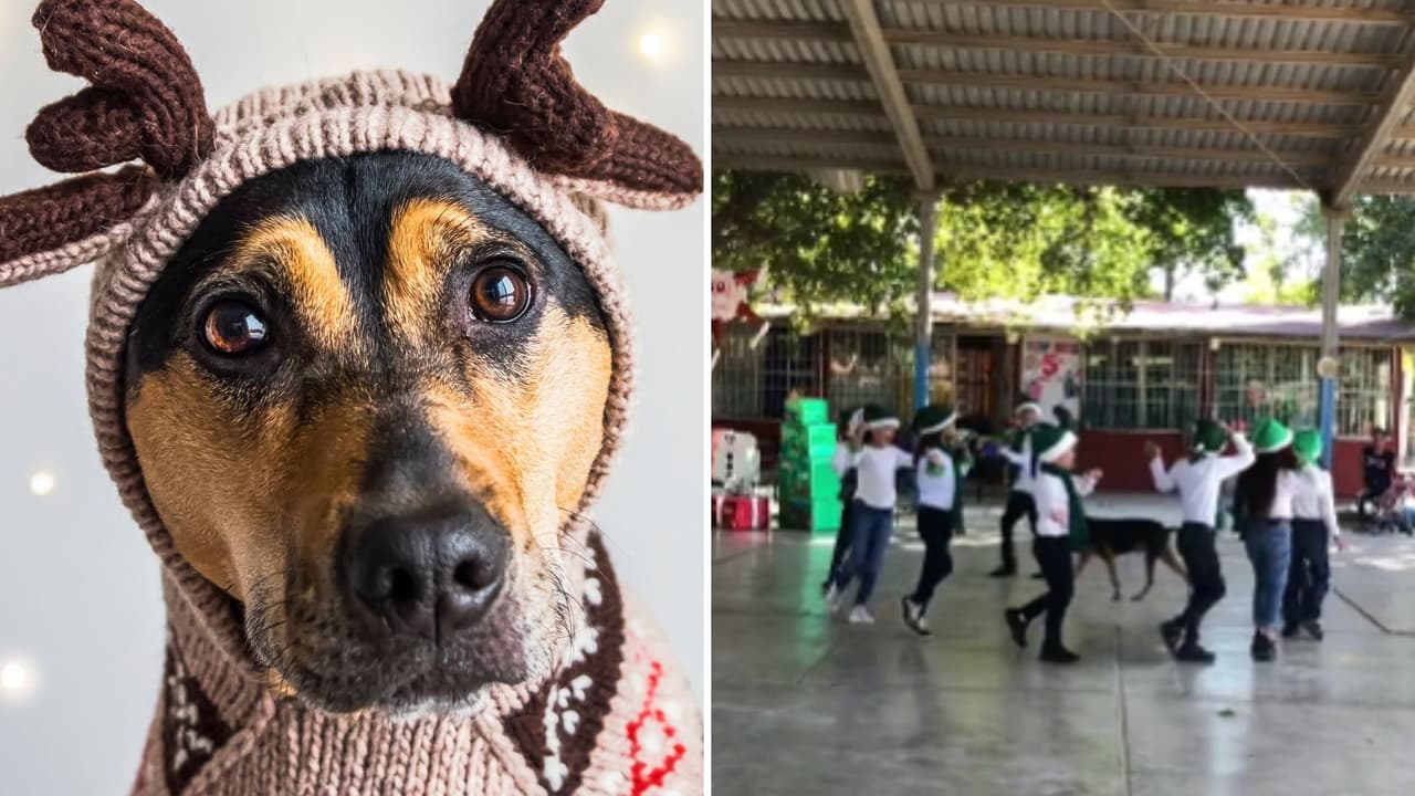 Perrito se cuela en coreografía escolar y divierte a TikTok: “Lo poseyó el espíritu navideño”