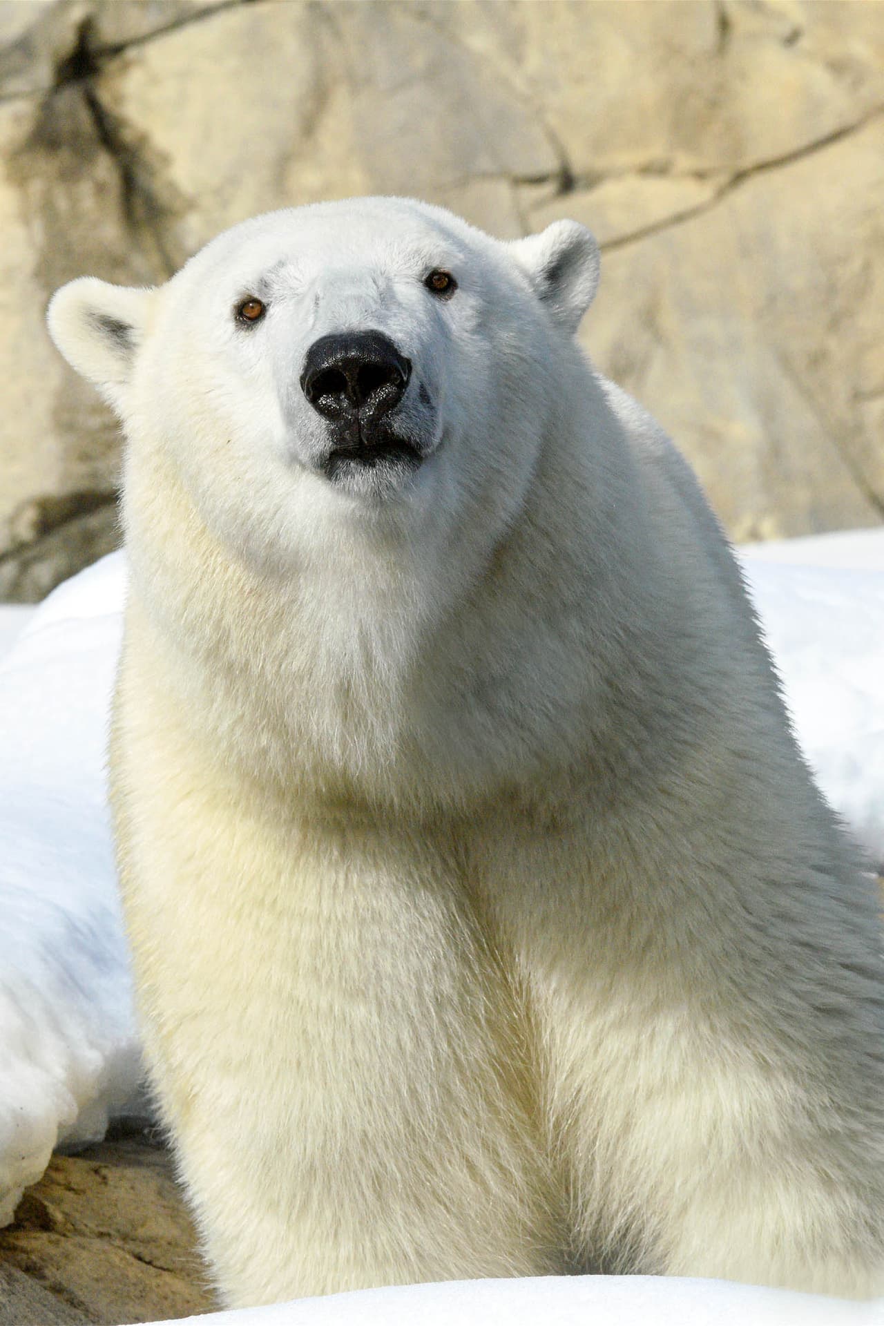 Chicago da la bienvenida a Hope, una osa polar, de 5 años que llegó a la ciudad de los Vientos el 29 de enero. Ella estará en el hábitat Great Bear Wilderness y tiene previsto conocer al oso polar macho de 14 años, Hudson, en las próximas semanas. 
<br>