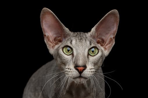 <b>Gato Peterbald (5,000 dólares). -</b> Aunque podría parecer enojón, este gato de cara larga es una de las razas más cariñosas, proviene de Rusia y su pelaje es tan corto que podría parecer un gato calvo.