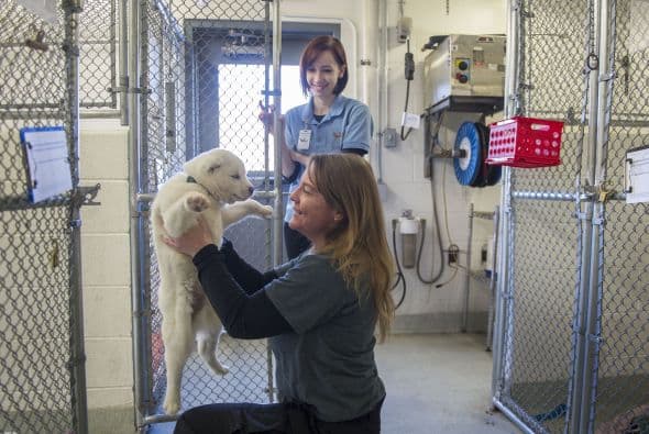 Ahora los veintitrés perrritos están en refugios de animales donde reciben los cuidados pertinentes. Y en cuestión de tiempo esperan encontrarles hogares amorosos que los merezcan.