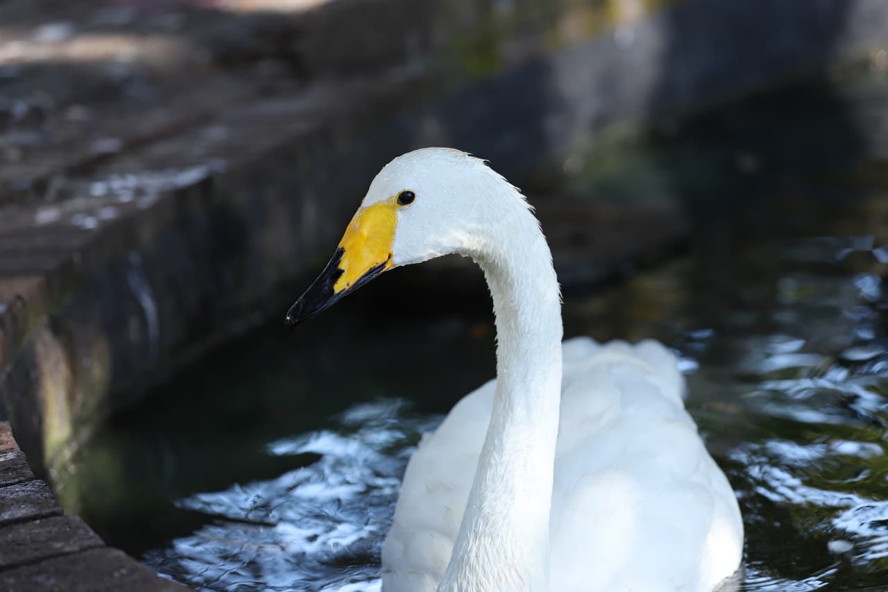 El Cisne Silbón (Cygnus cygnus) es el ave nacional de Finlandia y pasa el invierno en Gran Bretaña, el norte de Europa y Asia Menor. Su color amarillo distingue a los cisnes silbones de los cisnes Bewick. Aunque la mayoría de los cisnes se emparejan de por vida, su tasa de divorcio es del 6%.