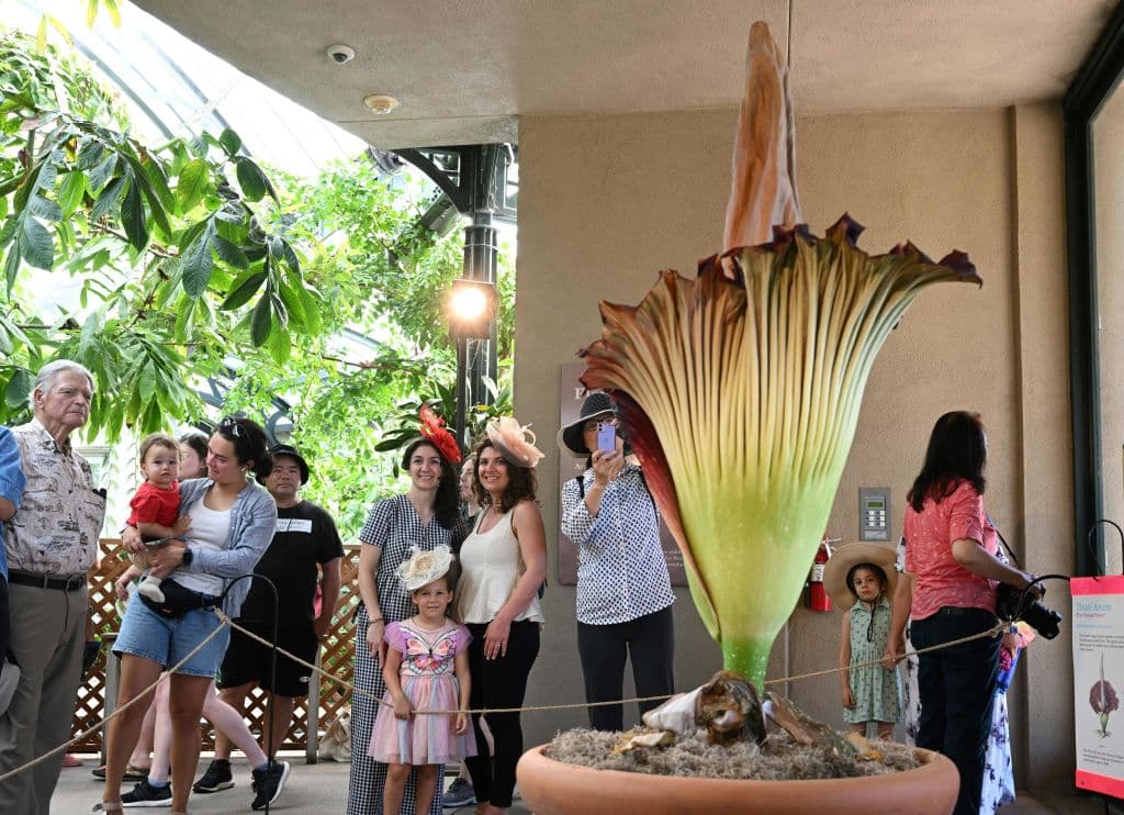 La planta, cuyo nombre científico es Amorphophallus titanum, puede crecer más de 8 pies, el equivalente a 2.43 metros.
