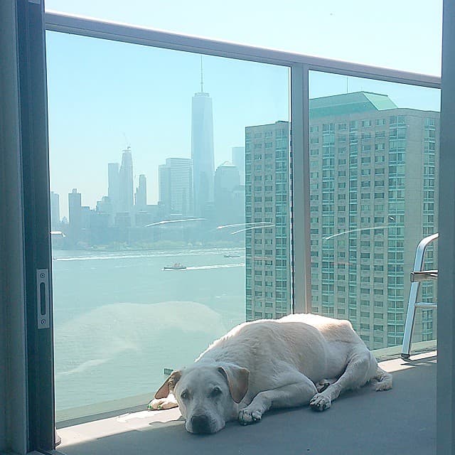 Un poco de bronceado también le vendría bien, ¡por eso se relajó en la ventana!