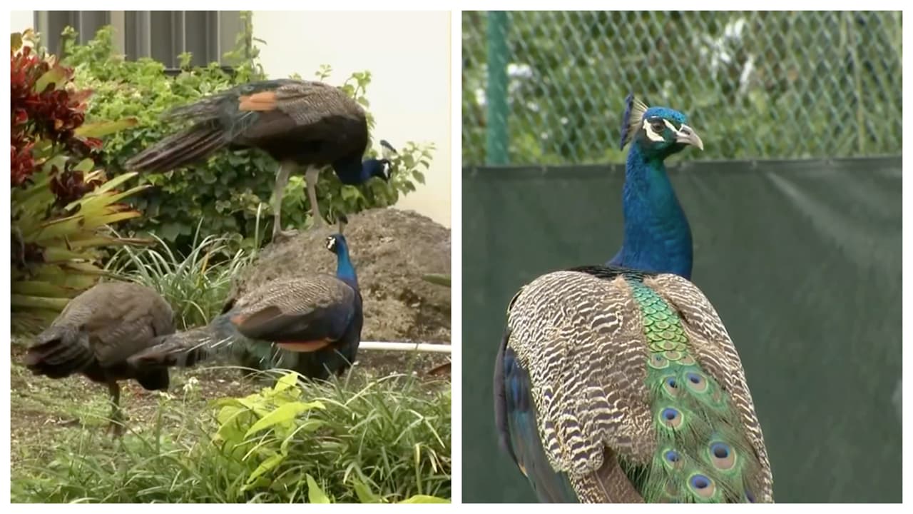 Miami-Dade aprueba a las ciudades crear planes para trasladar a los pavos reales 