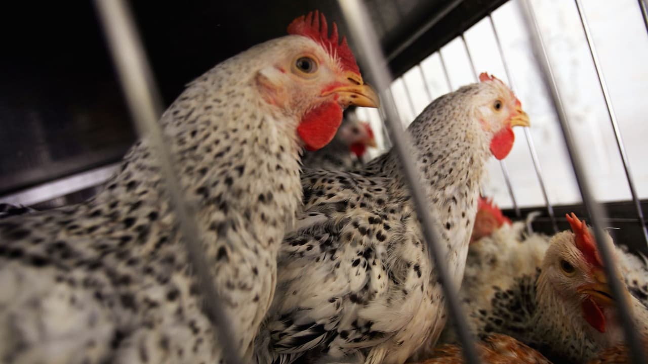 Brote de gripe aviar en California: así puedes reportar aves enfermas en tu zona