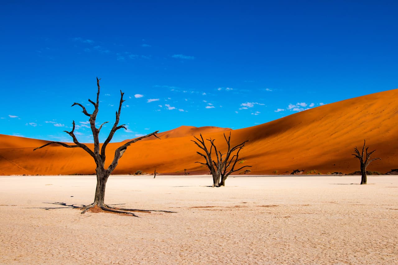Los árboles ‘espina de camello’ en Deadvlei, una llanura de arcilla rodeada por las dunas de arena más altas del mundo. Están en Namibia, al sur de África.