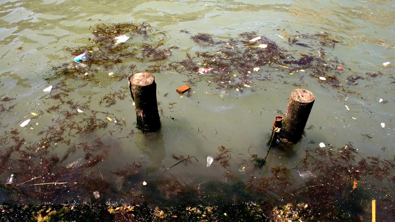 Comuníquese con la autoridad local de alcantarillado si se ven desechos sólidos de las aguas residuales.
<br>