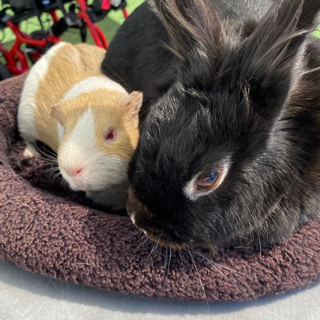 El sitio tiene 2.5 acres y es una mezcla entre zoológico y granja con ovejas y cabras y caballos en miniatura para admirar y muchos otros muchos animales para ver, además de voluntarios para ayudar a niños y adultos a disfrutarlos.
<br>