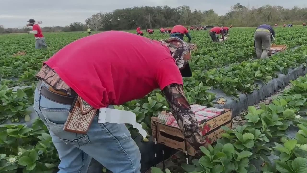Heladas dañan cosechas de fresas en Florida: agricultores enfrentan pérdidas por bajas temperaturas