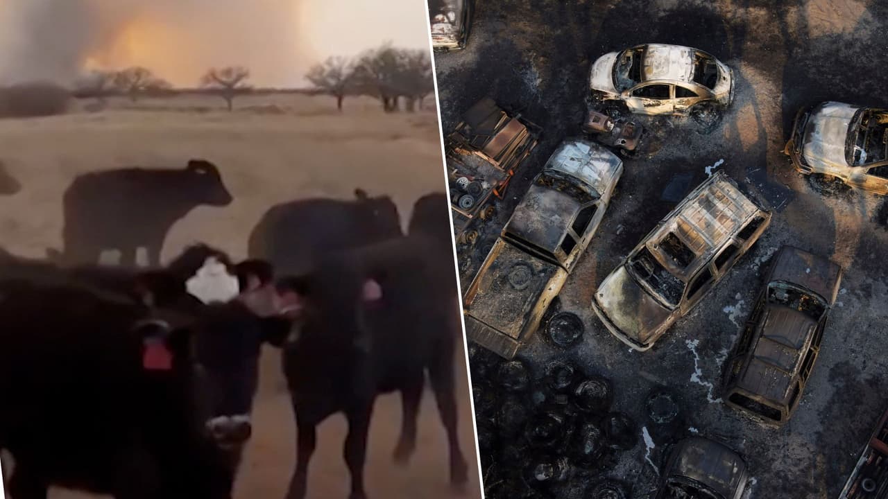 Vacas huyendo, casas destruidas y otras imágenes del incendio más extenso en la historia de Texas
