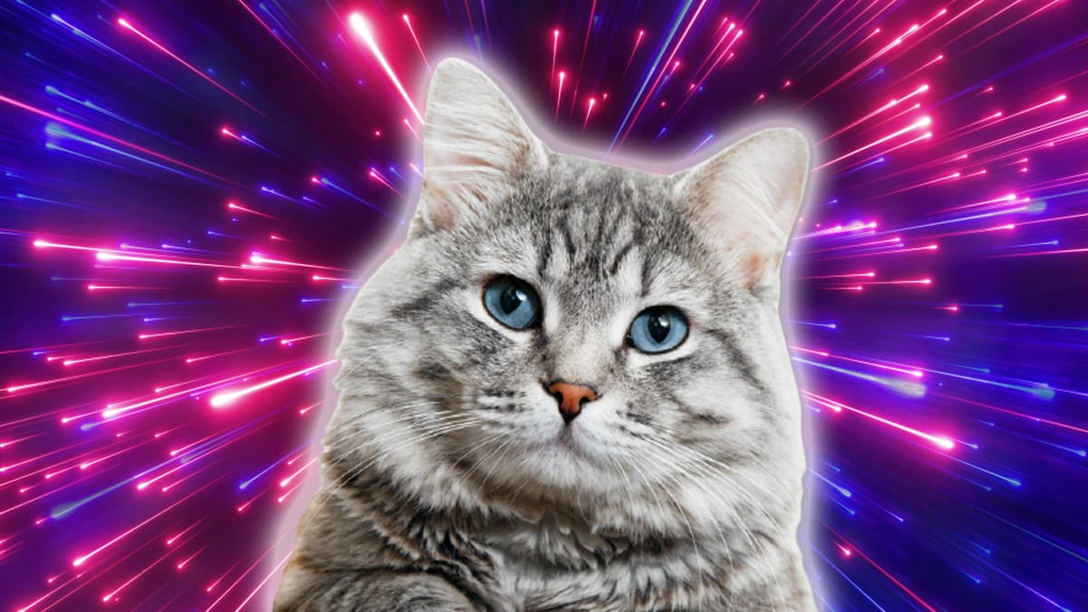 Mucho se ha dicho sobre el poder descomunal del gato, ¿pero es cierto?