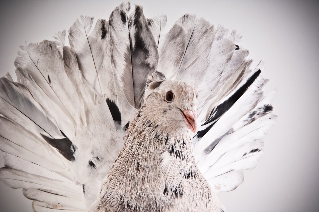 Sus picos están listos para tanto glamour.