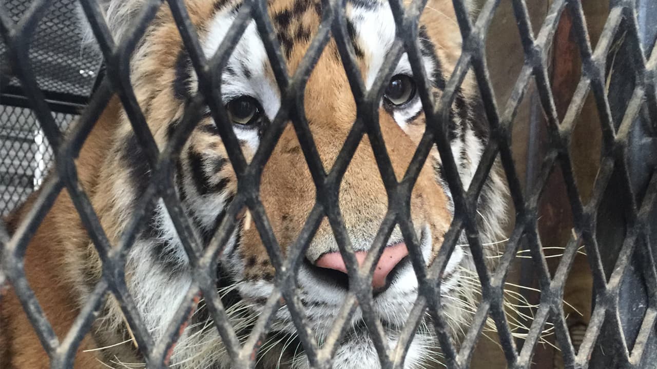 Hasta ahora no se ha confirmado el peso de animal, pero una vocera de la policía dijo que calculaban que pesaba alrededor de 500 libras.